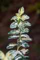 Euonymus fortunei Golden Harlequin IMG_4790 Trzmielina Fortunea